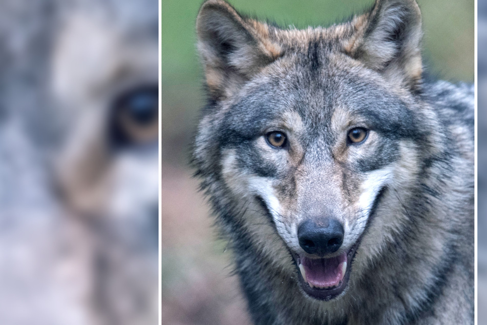 Wölfe: Blutgierigster Wolf von ganz Deutschland? Anwohner kritisieren Abschuss-Verbot