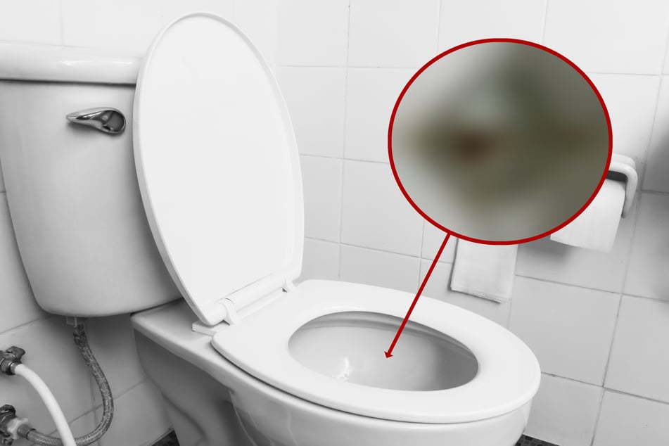 Mehrere Monate lang: Frau hat ungewöhnlichen Mitbewohner - in ihrer Toilette!
