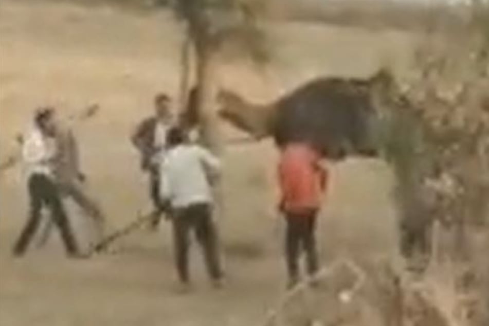 Kamel enthauptet Besitzer: Männer prügeln Tier tot