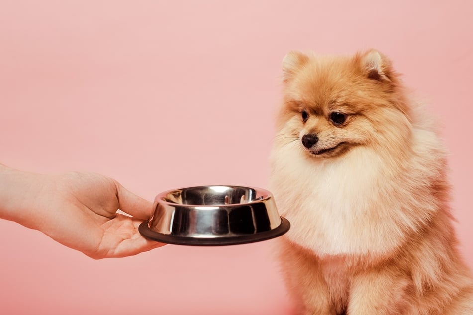 Different dogs will require different eating times and portion sizes.