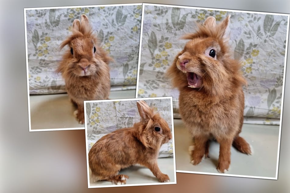 Jak dlouho jí ještě zbývá? Králičí dáma „Wasabi“ musela přežít velké utrpení.