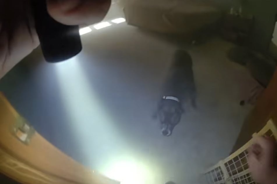 Die Polizei fand in einem brennenden Haus in Aurora (USA) einen Hund.
