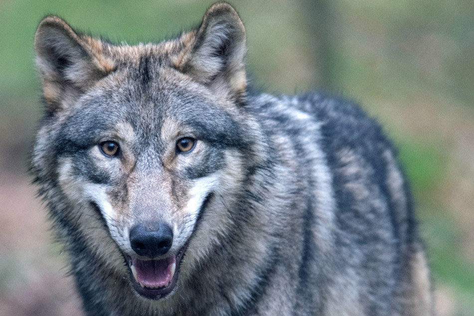 Wer einem Wolf begegnet, sollte sich ruhig verhalten und das Tier nicht in die Enge treiben.