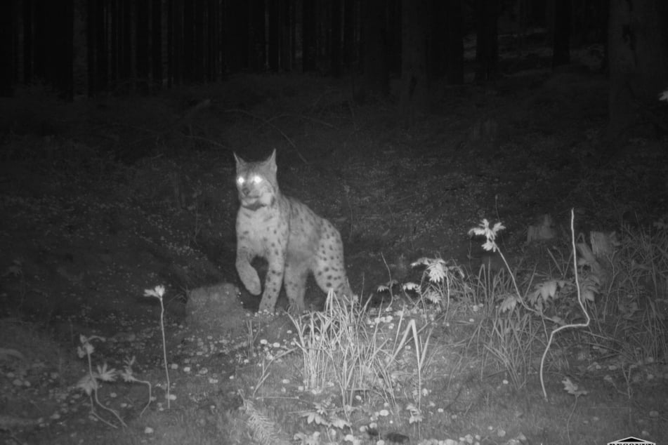 Luchs-Dame Nova tappt nachts in eine Fotofalle, die man in der Nähe eines Risses aufstellte.