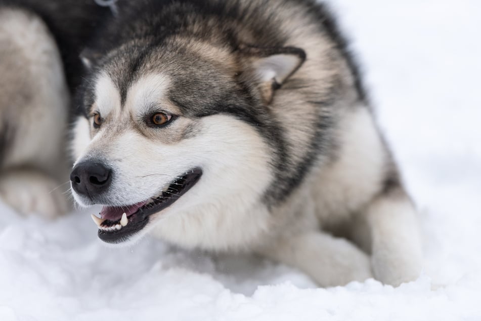 Der siebenjährige Aodren soll von mehreren solcher Alaskan-Malamute-Hunde totgebissen worden sein. (Symbolbild)