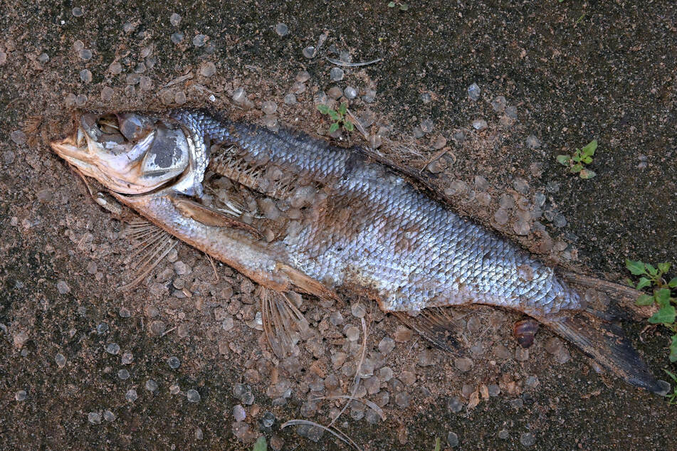 Auch dieser Fisch, der schon stark verwest ist, hat die Umweltkatastrophe nicht überlebt.