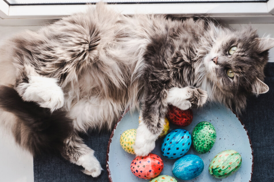 Katzen an Ostern: Das sind die 4 Gefahren für Deine Mieze