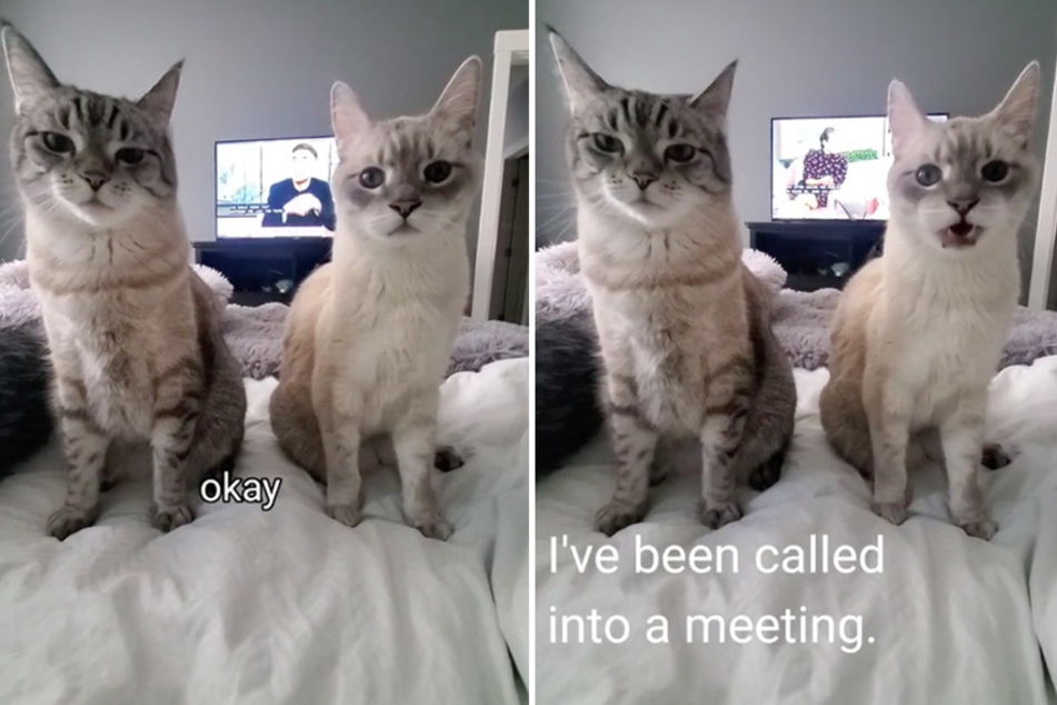 Cats double-team their owner in a "meeting" with hopes of scoring second meal!