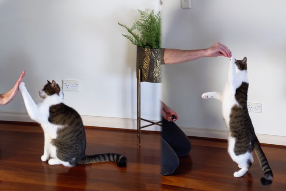Auch High five und Männchen machen sind für den Vierbeiner kein Problem.