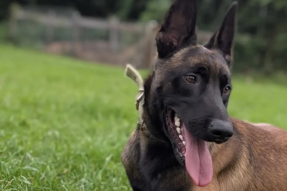 Nero liebt Abenteuer! Wer schenkt dem jungen Hund ein liebevolles Zuhause?