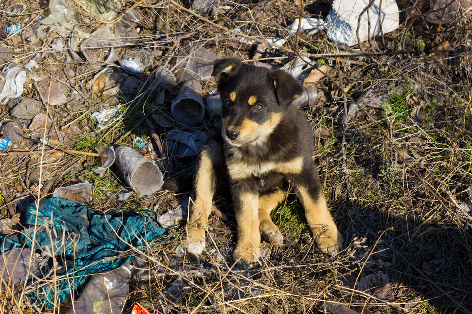 In Louisiana hat eine Hundebesitzerin ihre Welpen in den Müll geschmissen. (Symbolbild)