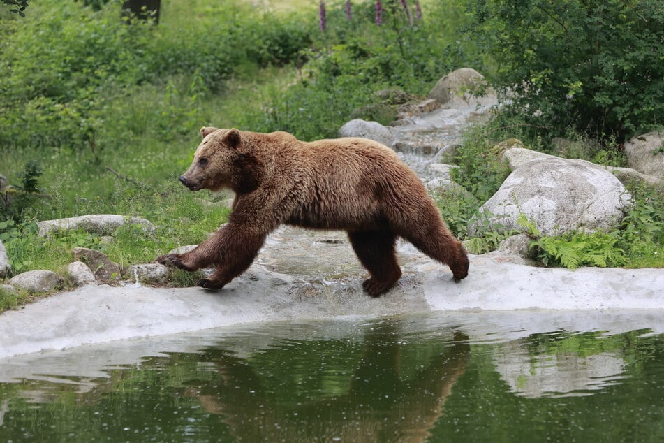 Der Braunbär sorgte für großes Interesse bei den Bürgern der lettischen Kleinstadt. (Symbolbild)