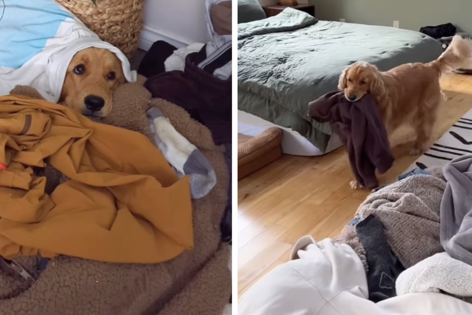 La perra Pacha construyó un montón de peluches con la ropa de sus dueños.