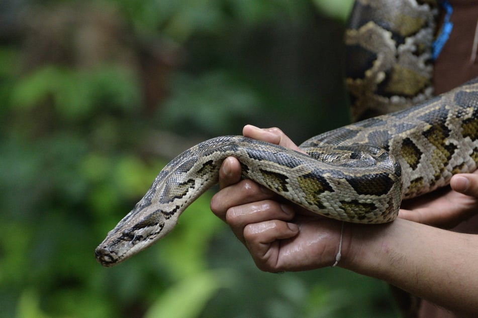 Die Diebin zog eine zwei Meter lange, lebendige Schlange aus ihrer Tasche und fuchtelte mit dem Reptil vor der Verkäuferin. (Symbolbild)