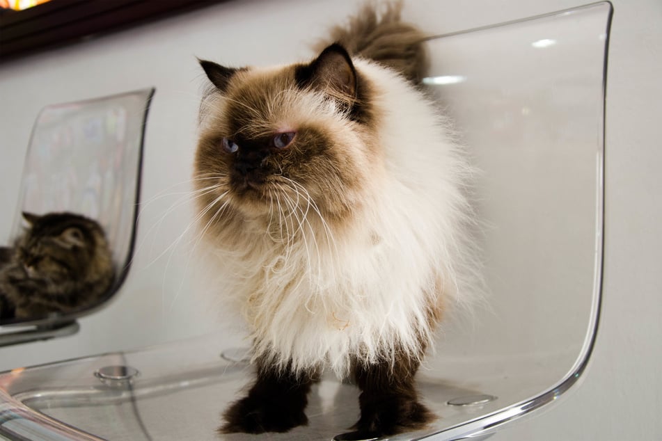 Siamese cats can be some of the most grumpy-looking white cat breeds around!