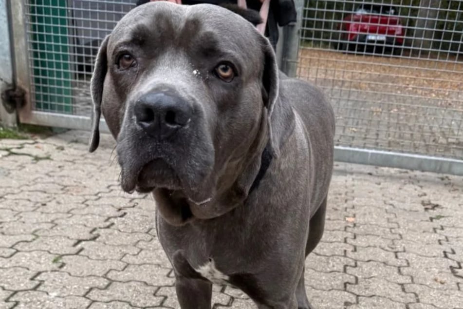 Für den hübschen Mischling suchen die Kölner Tierretter nach Menschen mit jeder Menge Platz und Hundeerfahrung.