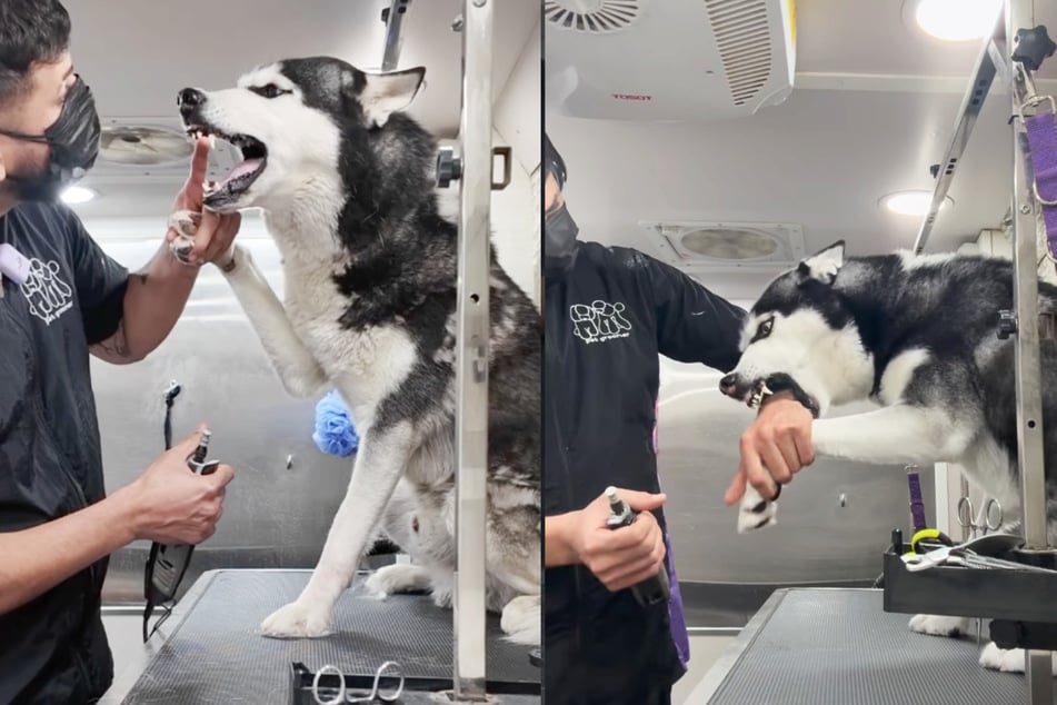 Hundefriseur Wesly hatte mit diesem Husky alle Hände voll zu tun