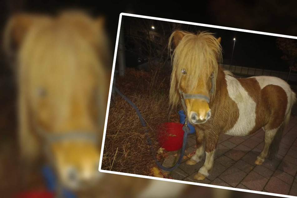 Da steht ein Pony vorm Supermarkt: Polizei macht tierischen "Gefangenen"