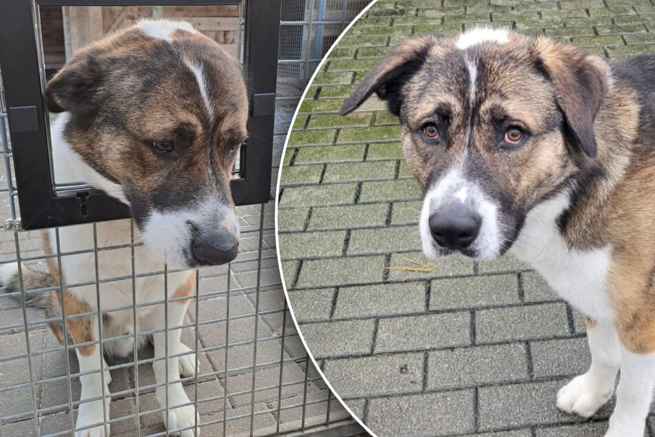 Drama in Sachsen: Trauriger Hund Cosmo beißt um sich – und bekommt allerletzte Chance
