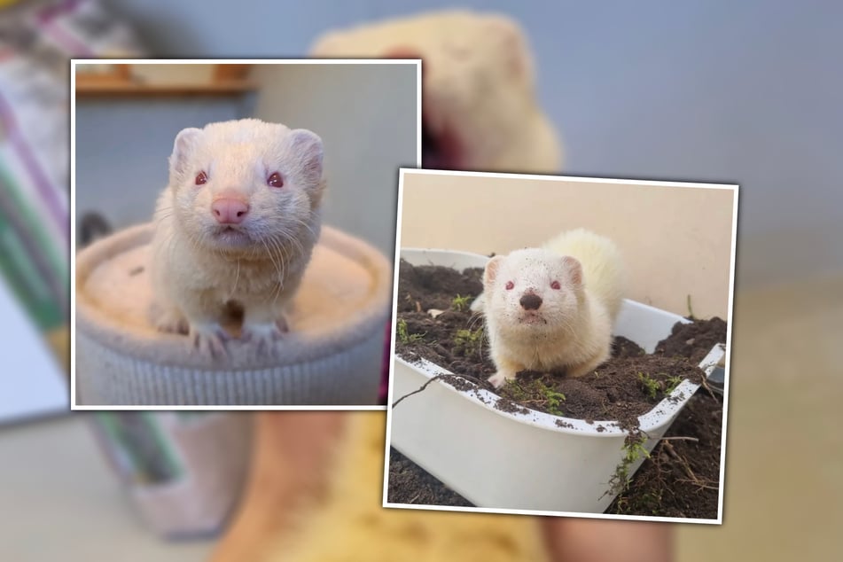 In seinem neuen Zuhause wünscht sich Fuchur einen Artgenossen an seiner Seite.