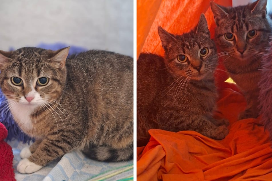 Fitzel (l.), Fluse (r.) und Fussel suchen ein neues Zuhause.