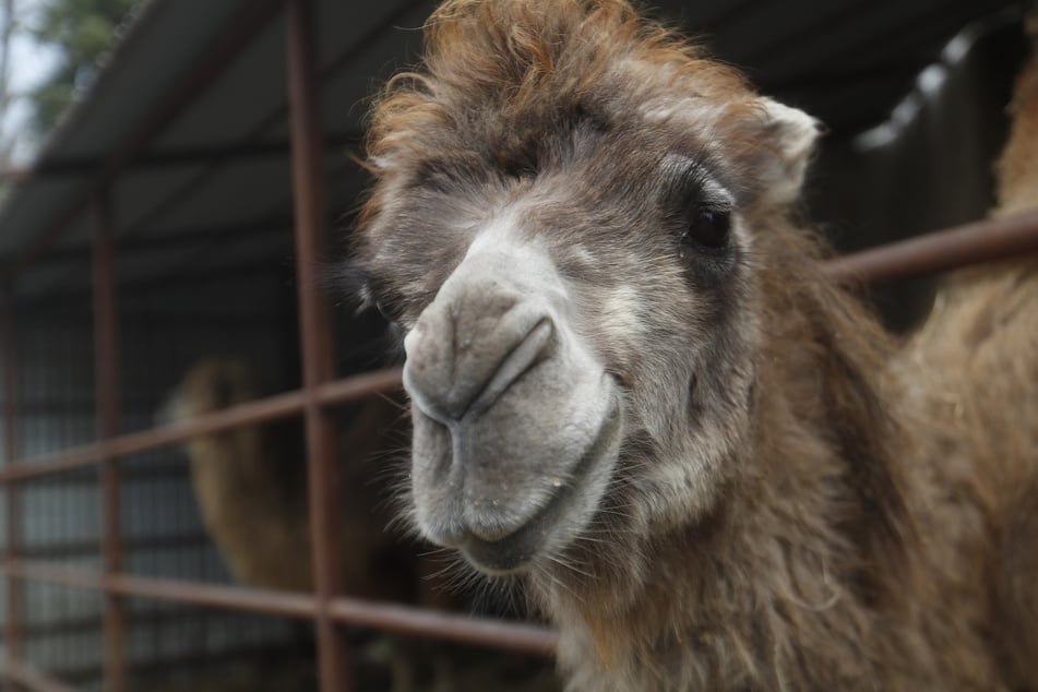 Die Kamele wurden sicher wieder zu ihrem Zirkus zurückgebracht. (Symbolbild)