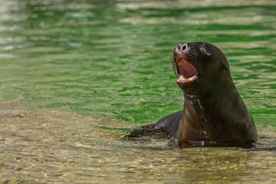München: Zuckersüßes Robben-Baby: Tierpark freut sich über seltenen Nachwuchs