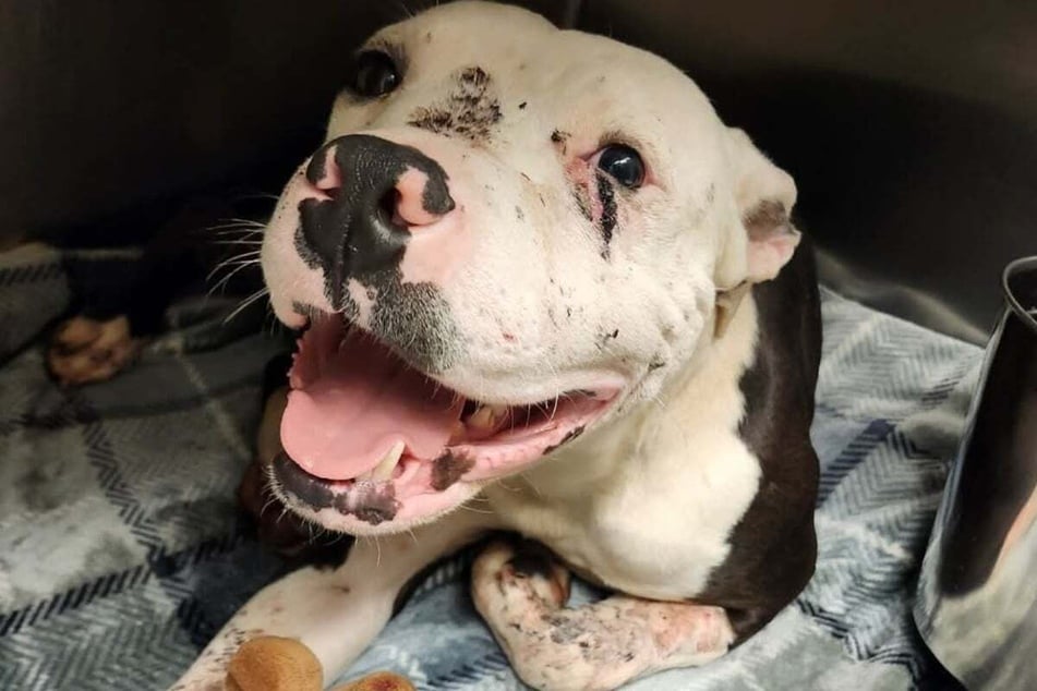 Wallace the dog finally has a new home.