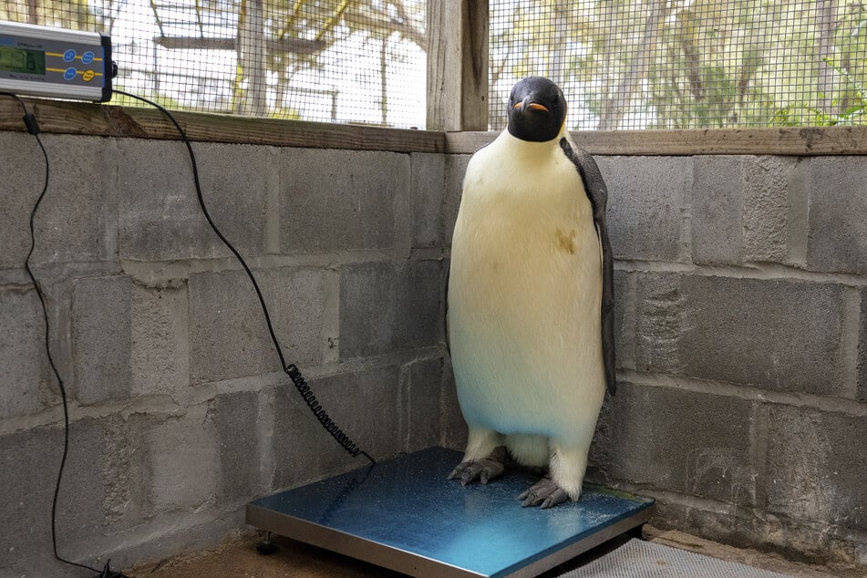 In nicht einmal drei Wochen nahm Pinguin Gus ganze 3,5 Kilogramm zu.