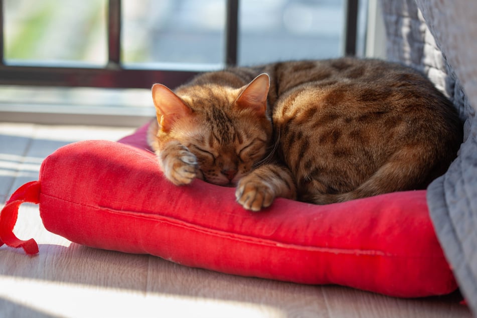 Am besten ist es, wenn man einer Katze viele Schlafplätze innerhalb der Wohnung anbietet.