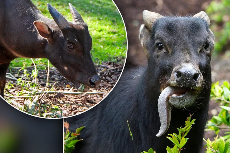 Hitziges Liebesspiel im Leipziger Zoo, doch Büffel-Mann macht den Moment kaputt