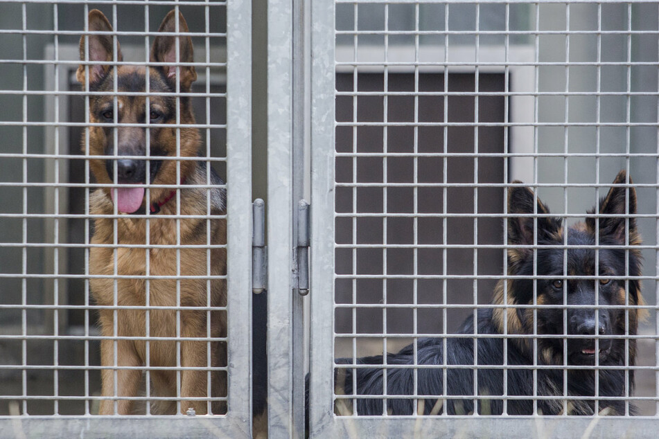 Zwei Schäferhunde sitzen im Zwinger eines Tierheims und warten auf neue Besitzer.