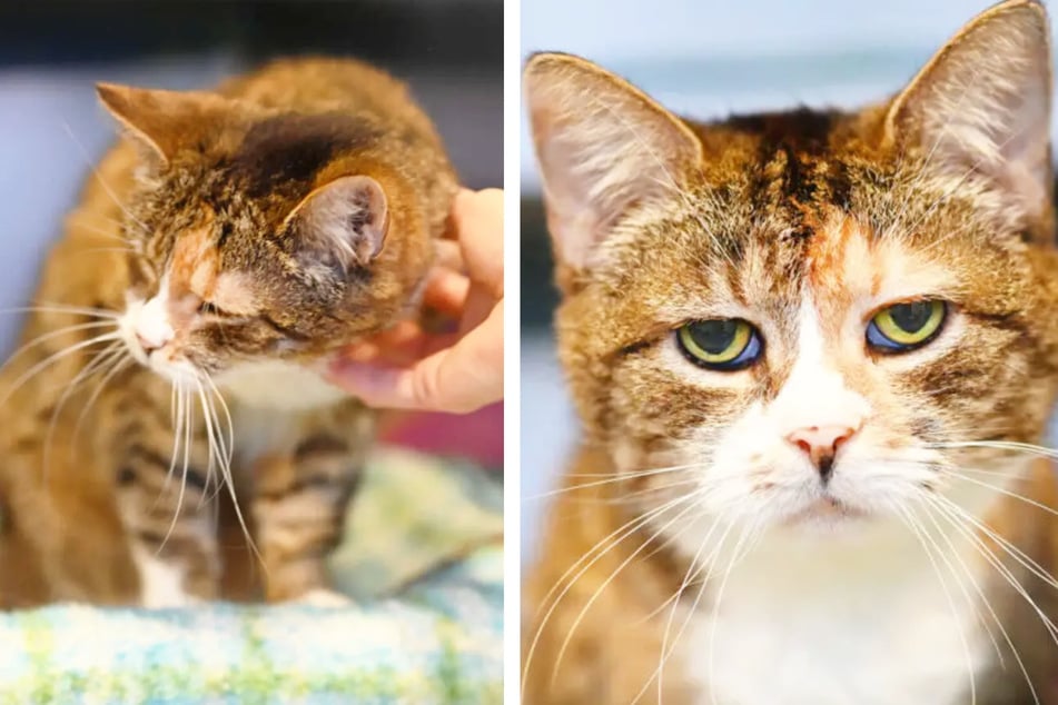 Katze Betti wünscht sich Liebe und Zuwendung.