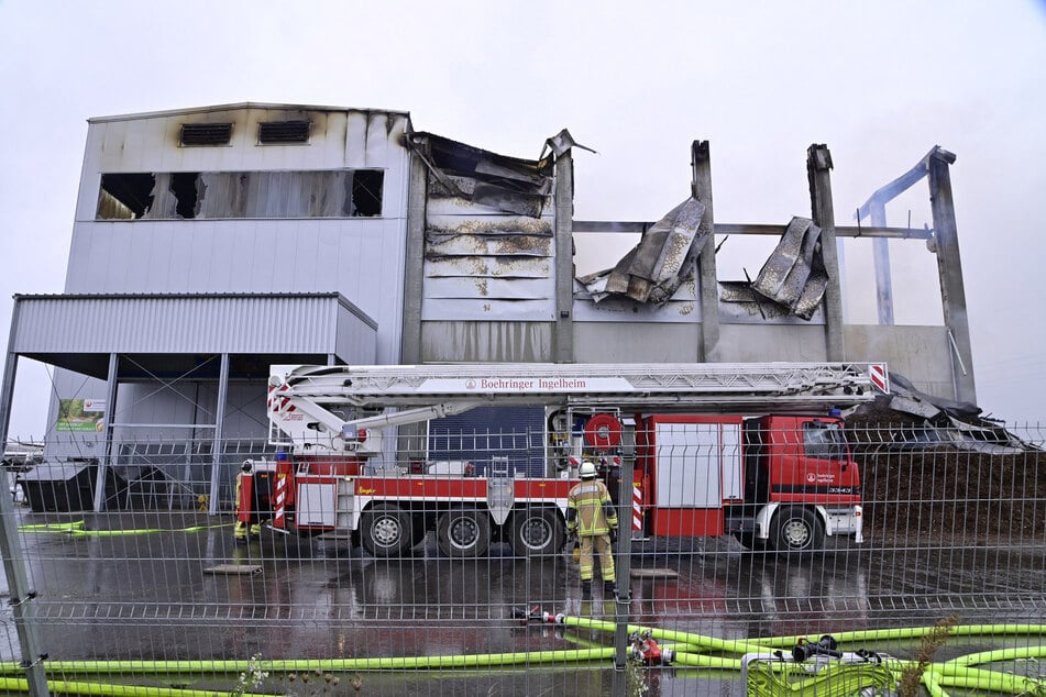 Das Dach ist bereits eingestürzt, die Halle dürfte komplett ausbrennen: In einem Gemüsebetrieb bei Singen kämpft die Feuerwehr gegen die Flammen.