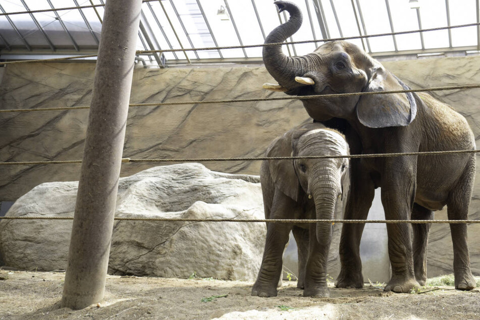 Neue Attraktion im Opel-Zoo: Cristina und Sohn Neco (2) verstärken Elefantenfamilie