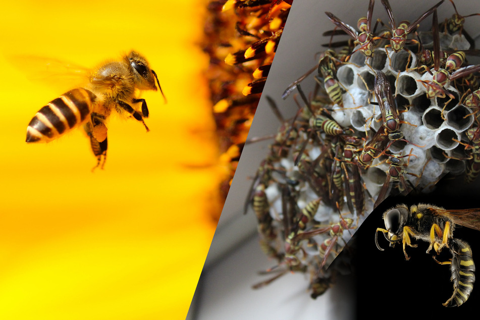 Wasps, bees, and hornets are all quite different insect species.