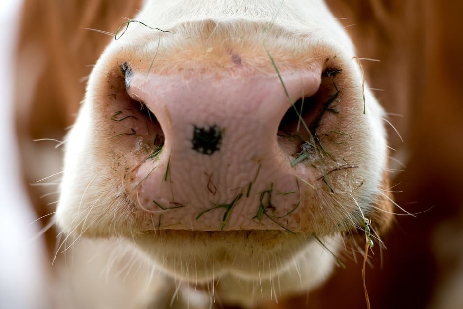 Eine Kuh hat ihren Landwirt in Niederbayern verletzt. (Symbolfoto)