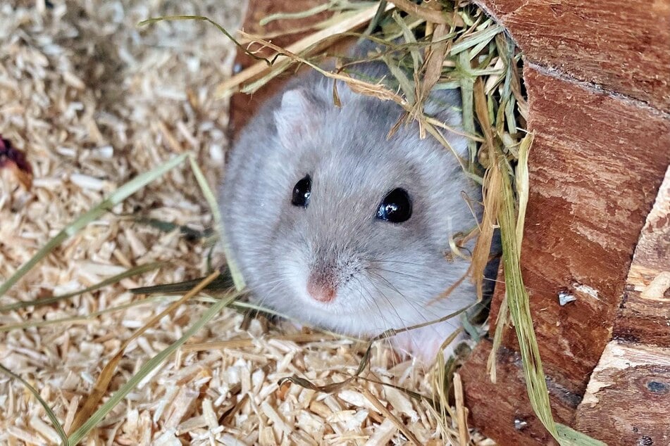 Hamster "Cheeto" sehnt sich nach einem artkeuken Zuhause.