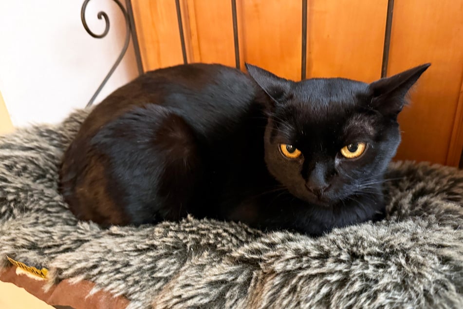 Schafft Euren Katzen genügend Rückzugsmöglichkeiten. (Symbolbild)