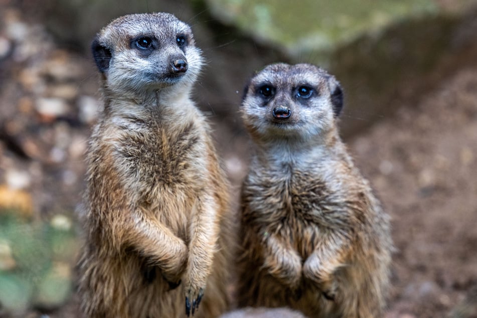 Ob der tierische Tipp zutrifft? Das erfahren wir am Sonntagabend.