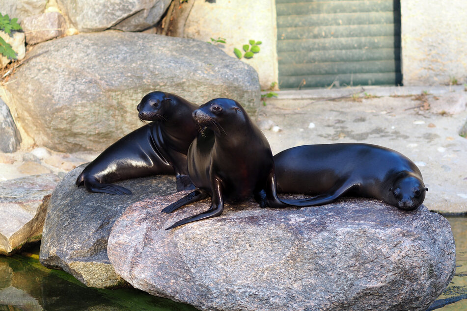 Das Trio scheint sich im Zoo Leipzig schon sehr wohl zu fühlen.