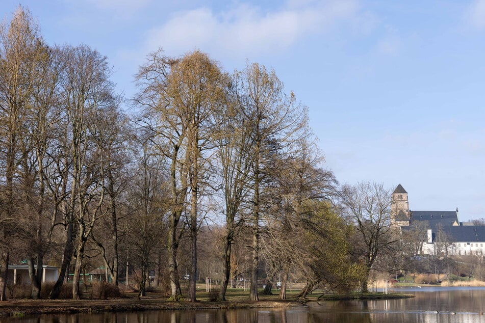 Zwei Eschen im Schloßteichpark müssen gefällt werden. (Symbolbild)