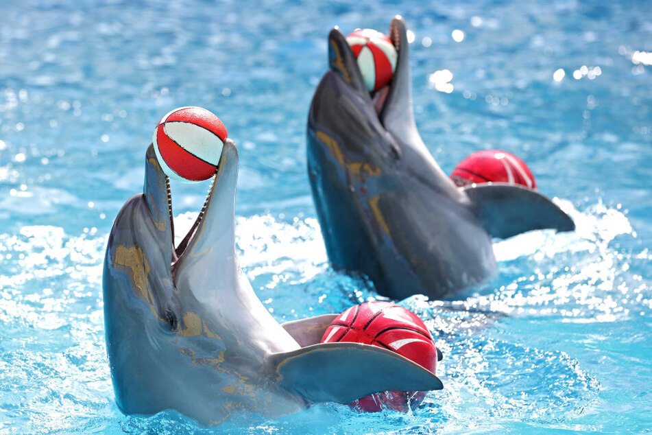 Weltweit werden mehr als 3000 Delfine für touristische Unterhaltungszwecke eingesetzt. (Symbolbild)