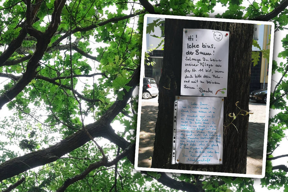 Berlin: Berliner Bäume sind für alle da, merk Dir das lieber Nachbar!
