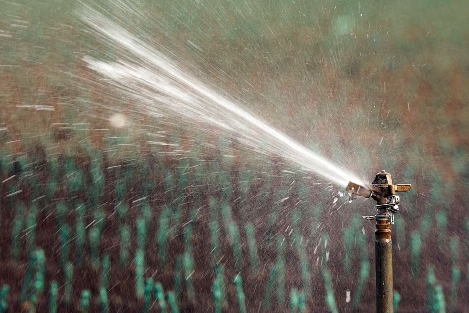 A sprinkler irrigates a field where farmworkers planted drought-resistant grapevines at a farm in Woodland, California.
