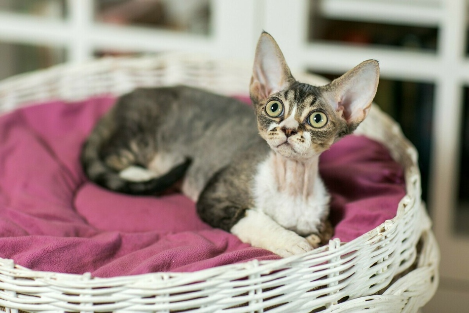Devon Rex: The rare "alien" cat breed that will surprise you