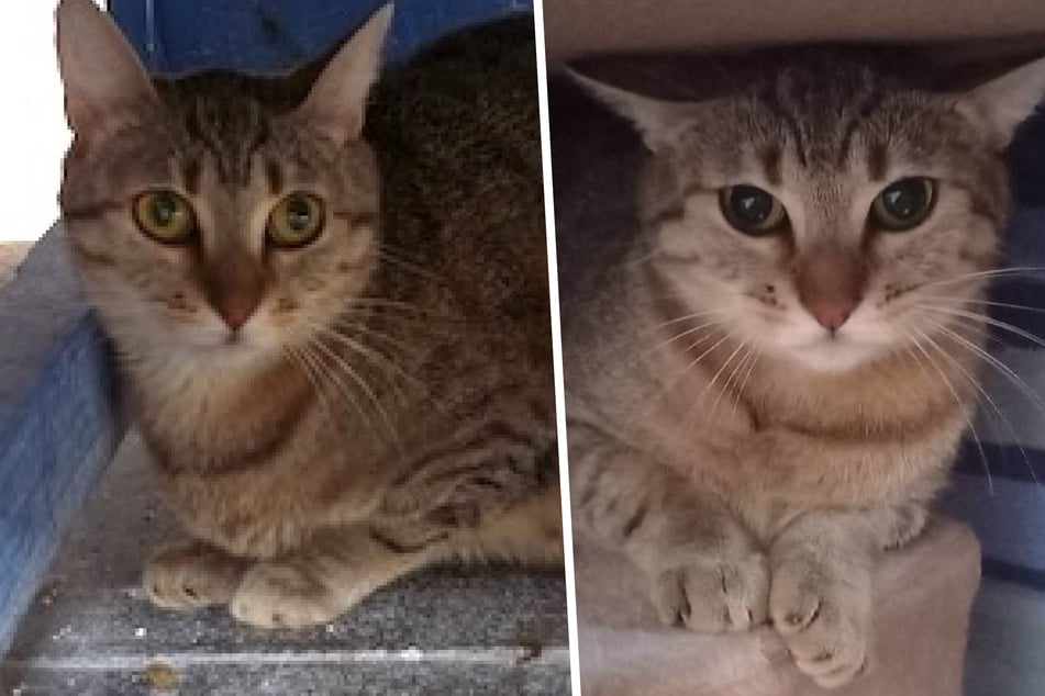 Verwilderte Hauskatze bei Einfangaktion entdeckt: Was wird jetzt aus der süßen Perdita?