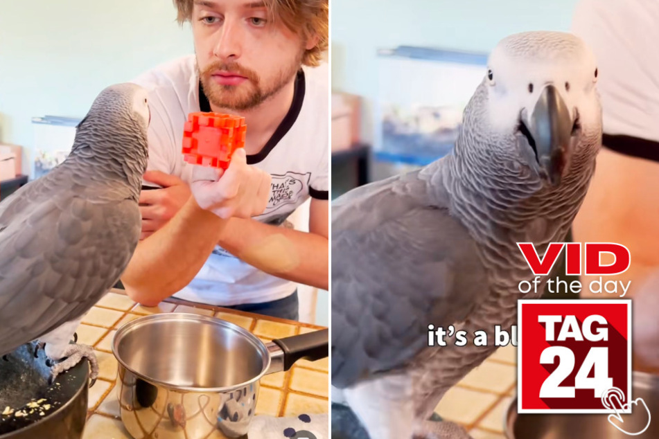 Today's Viral Video of the Day features a parrot named Apollo who isn't afraid to show off his intelligence.