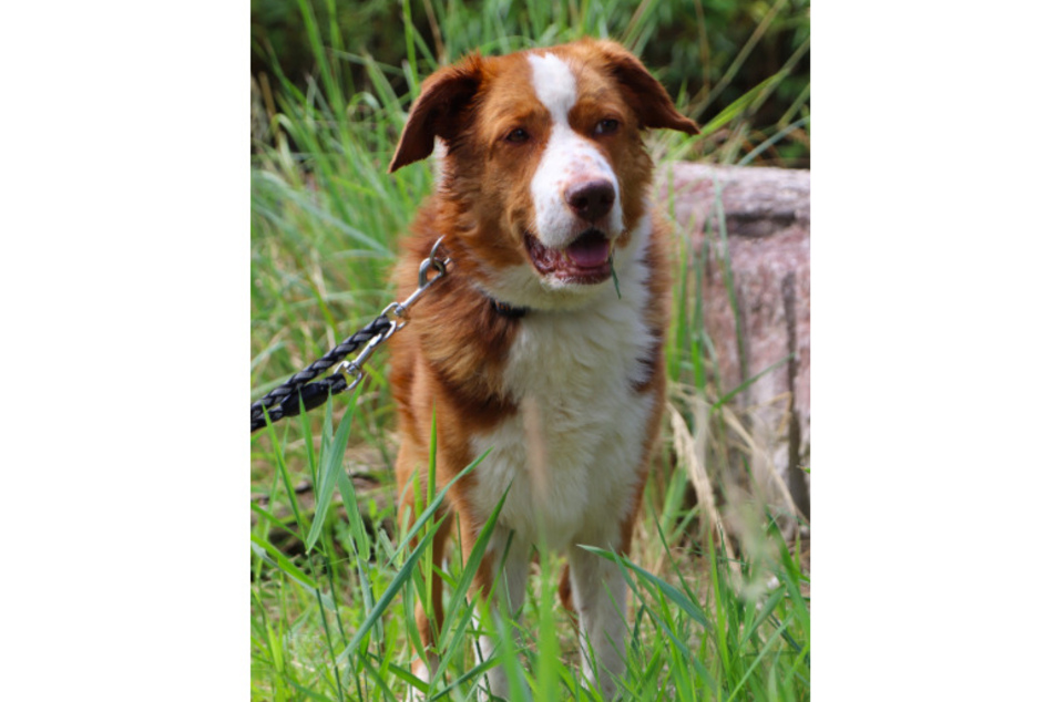 Hütehund-Mix Paul.