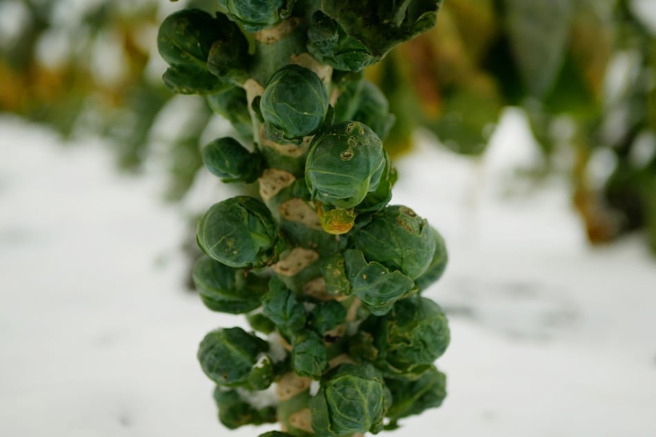 Für das beste Aroma sollte man Rosenkohl im Winter ernten.